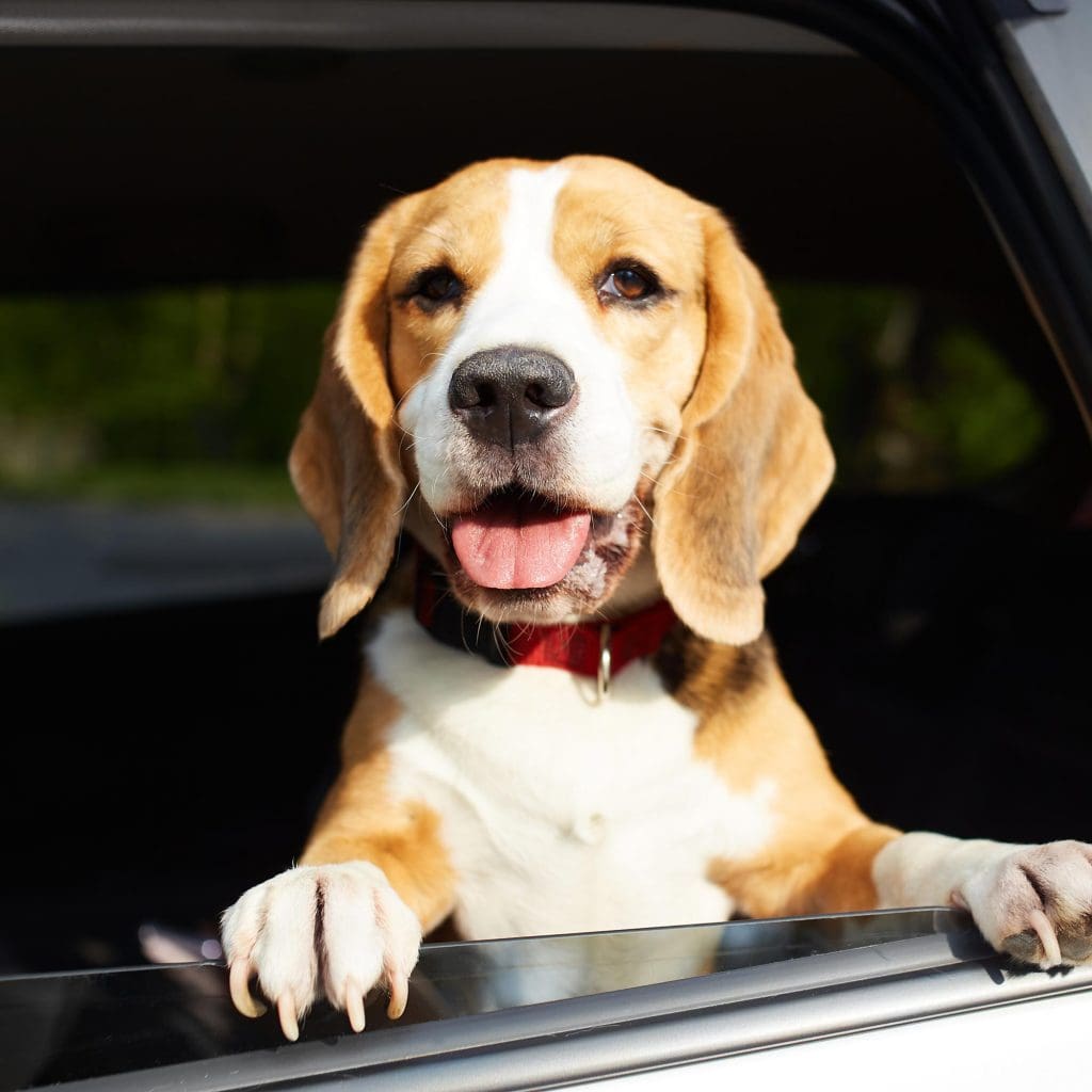A happy dog looking out a car window during a TMR compliant mobile safety certificate inspection in Townsville.